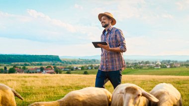 Koyun sürüsü otlarken elinde tablet cihazıyla çayırda yürüyen şapkalı beyaz erkek çiftçi. Kuzu sürüsü tarlada besleniyor. İnsan çobanı hayvan çiftliğindeki otlaklarda geziniyor ve alet kullanıyor..