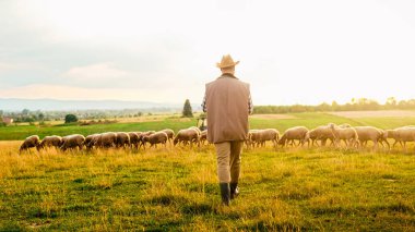 Koyun sürüsü otlarken, çayırda yürüyen şapkalı beyaz erkek çiftçi. Dışarı çıkın. Kuzu sürüsü tarlada besleniyor. İnsan çobanı hayvan çiftliğinde otlakta geziniyor..