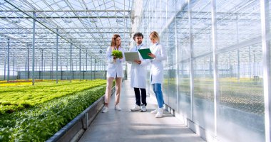 Tarım uzmanları, tüketicilere teslim etmeden önce kimyasal uzmanlık için ekilmiş taze salata kutusunu tutuyorlar. Sebzelerde çalışan gülümseyen meslektaşlar. Hidrofonik sistemli sera..