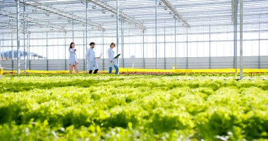 Sera hidrofonik plantasyonunda bitki sulama konusunda uzman tarım uzmanları. Beyaz işçiler organik yeşillik köklerini hasat etmeden önce keşfediyorlar..