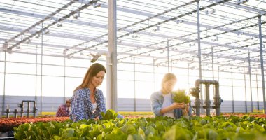 Kafkas kadın ve erkek tarım uzmanları büyük çocuk odalarında günlük kıyafetlerini giyerler. Aquaponics sulama sistemi altında organik çiftlikte yetişen sebze ve şifalı bitkiler..
