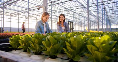 Neşeli kadın çiftlik işçileri, günlük giysiler giyip hidroponik kaplardan yeşil marul topluyorlar. Tarım sektörü, organik ve sağlıklı gıda kavramı.