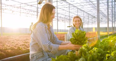 Modern serada yeşil salatayı incelerken arka planda yürüyen çiftçi kadın işçiler. İş insanları ve tarım kavramı.