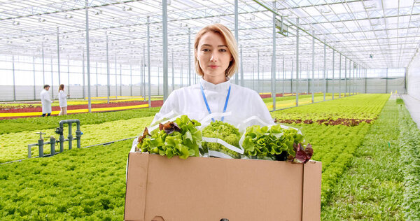 Smiling female greenhouse worker in white uniform holding cardboard crate full of organic greenery. Pleasant young woman harvesting healthy vegetables at hydroponic farm.