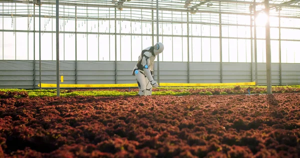 Automatischer Menschenähnlicher Roboter Der Den Zustand Biologischer Pflanzen Gewächshaus Eines — Stockfoto