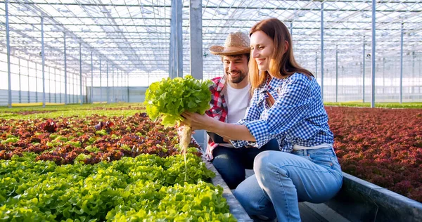 Kompetente Agrarwissenschaftlerinnen Und Wissenschaftler Überprüfen Die Qualität Von Salat Der — Stockfoto