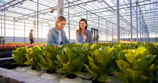 Gut Gelaunte Landarbeiterinnen Lässiger Kleidung Ernten Gemeinsam Grünen Salat Aus — Stockfoto