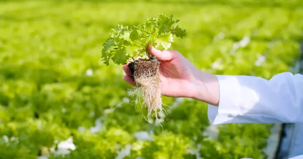 Großaufnahme Von Farmarbeitern Die Junge Salatsprossen Halten Die Auf Einer — Stockfoto