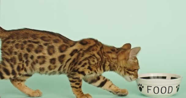 Gatinho Bengala Caro Fundo Verde Gato Isolado Sentado Caminho Leopardo — Vídeo de Stock