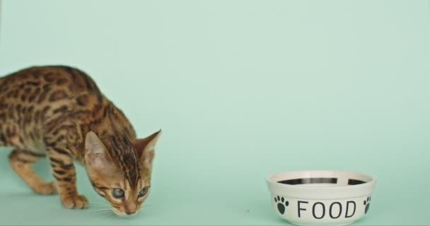 グリーンバックの高価なベンガルキット 小さな孤立した猫がオントス通りを歩いています ローゼットマーク付きの小さなヒョウをチャーミングなドライミール 猫の食べ物はボウルから食べる — ストック動画