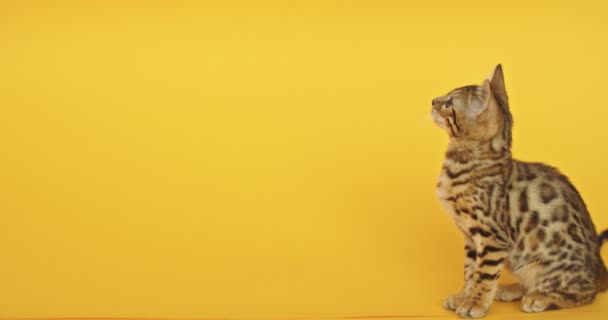 Dyr Bengalisk Kattunge Gul Bakgrund Liten Isolerad Katt Sitter Stigen — Stockvideo