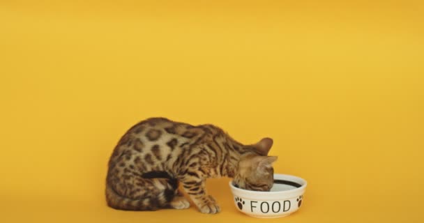 Bengalisches Kätzchen Auf Grünem Hintergrund Kleine Isolierte Katze Auf Dem — Stockvideo