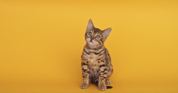 黄色背景的昂贵的膨大的小猫 小孤零零的猫坐在小路上 迷人的带花环的小豹子 — 图库视频影像