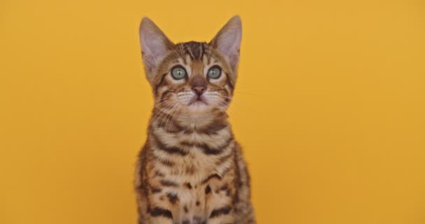 Close Van Dure Bengal Kitten Gele Achtergrond Kleine Geïsoleerde Kat — Stockvideo