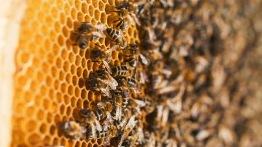 Arı kovanına yerleştirilmiş bal peteklerinde sağlıklı bal üreten çok sayıda arıya aşırı yakın çekim. Arıcılık konsepti. Böcekler bal yapımında çok çalışırlar. Doğal bal.