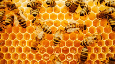Arıların organik bal ürettiği bal peteklerinin yakın çekim videosu. Çalışkan arılar sağlıklı ve besleyici bal yapıyorlar. Arıcılık konsepti. Apiculture. Doğanın güzelliği.