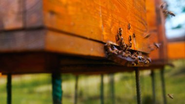 Arı kovanına geri dönen arıların yakından çekilmiş portresi. Çiçek nektarı ve çiçek poleniyle arı kovanına girmiş. Çiçeklerden nektar toplayan arı sürüsü. Sağlıklı organik çiftlik balı.