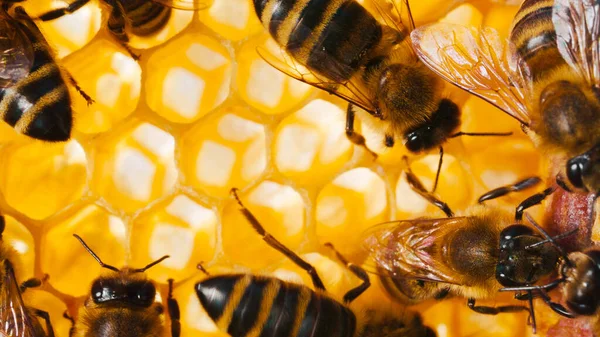 Macro video of beautiful little bees on honeycombs. Extreme close-up of hard-working bees producing organic sweet honey. Agriculture. Beekeeping concept.