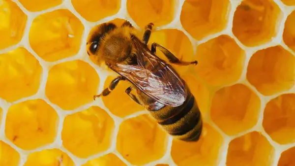Extreme close-up look at busy bee colony working on honeycombs making natural sweet honey. Macro video. Nature concept. Agriculture. Beekeeping industry.