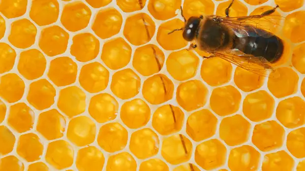 Close-up macro video of bees crafting honey in beehive honeycombs. Little bees producing healthy honey. Bee colony in honeycomb frame. Beekeeping concept.