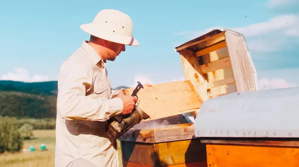 Young beekeeper using smoke to calm honey beehive as he harvests honey at sunny day. Bee swarm flying around the apiary. Professional apiarist examines bees. Apiary among green nature.