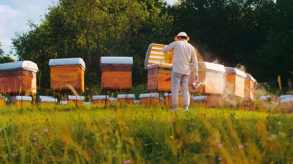 stock image Back-view of professional young male beekeeper approaching beehives holding bee smoker to calm bees and collect honey. Qualified apicultural worker wearing special clothes. Beekeeping concept.