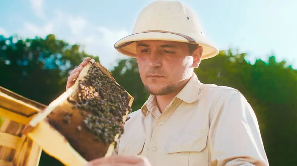 Caucasian male beekeeper in protective clothing inspecting honeycomb frame from beehive. Beekeeper harvesting honey and work with bees in apiary. Apiary, honey making, small business, hobby