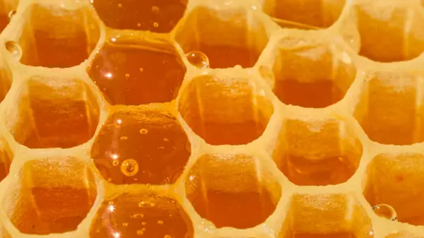 充满天然有机蜂蜜的蜂窝的特写镜头 农业工业 养蜂的概念 蜂箱中蜂蜜的宏观视频 大自然的美丽 免版税图库照片