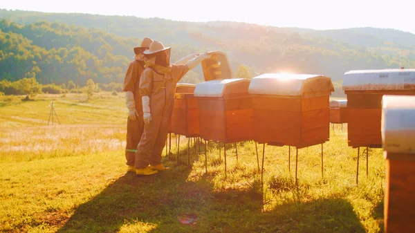 Side-view video of two skillful beekeepers working in apiary approaching beehive opening inspecting honeycombs and bees. Professional apiculturist collecting honey. Beekeeping. Apiculture concept.