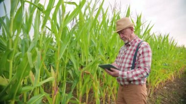 Mısır tarlasının ortasında şapkalı, beyaz tenli kıdemli çiftçi tablete tıklıyor, kaydırıyor ve daktilo ediyor.