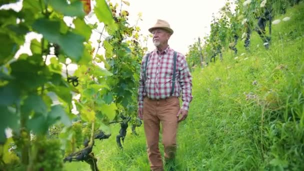 白人の髭を生やした中年男性がブドウ畑でブドウの木をチェックしている さらなる高品質のワイン生産のためのブドウの収穫の結果に満足ワインメーカー — ストック動画