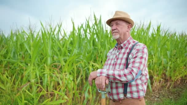 トウモロコシで畑に立っている成熟した農民の肖像画を一覧表示します 夏時間に働く男性労働者 農業の概念について — ストック動画