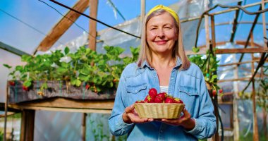 Close up portrait of old Caucasian woman holding basket full of freshly picked strawberries smiles. On the background is greenhouse with different kinds of plants. clipart