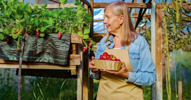 Portrait of old Caucasian happy woman wearing apron looks at harvest in own greenhouse. Beautiful female farmer picking berries holds basket in hands. clipart