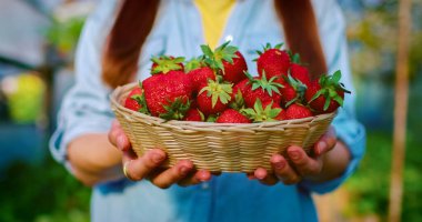 Ellerin portresini olgun çilek dolu bir sepetle kapat. Serada taze toplanmış böğürtlen. Yaz hasadı serada.