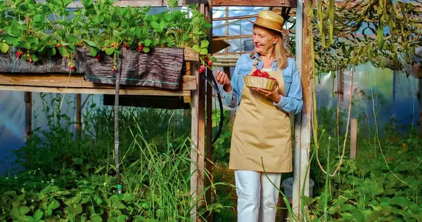 stock image Portrait of old Caucasian woman wearing specialized clothes picks strawberries in own greenhouse. Beautiful female farmer is happy about harvest.