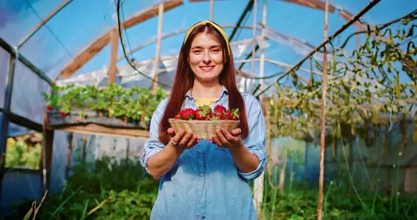 stock image Portrait of beautiful Caucasian female holding basket full of freshly picked strawberries smiles. On the background is greenhouse with different plants.