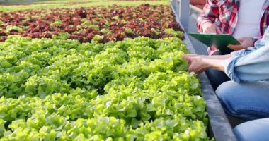 Genç erkek ve dişi tarımcılar modern ticari yeşillikte birlikte çalışıyorlar ve marul yapraklarının kalitesini kontrol ediyorlar. Hasır şapkalı yakışıklı adam panoya notlar yazıyor..