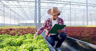 Hasır şapkalı beyaz erkek çiftçi elinde kağıt pano ve hidroponik tarım sistemindeki kaliteyi kontrol etmek için çiğ salata tutuyor. Sağlıklı gıda ve modern tarım sektörü kavramı.