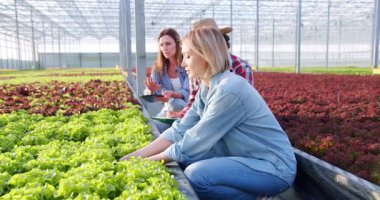 Agronomi çiftçileri Glasshouse 'da sıra sıra organik yeşillikler arasında çömeliyorlar. Meslektaşları pano ve tablet üzerinde hidrofonik sistemin başarılı çalışmalarını kaydederken kadın uzman salata tutuyor..