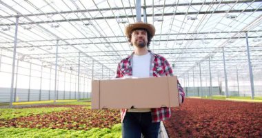 Hasır şapkalı tarımcı yanında taze organik marul bitkileriyle karton kutu taşıyor. Sakallı bahçıvan, şah gömlekli. Seranın içindeki sulama alanından geçiyor..