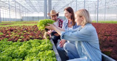 Tarım meslektaşları, güneşli endüstriyel serada marul saksılarıyla çalışıyorlar. Dijital tablet kullanan şapkalı yakışıklı erkek işçi, bitkilerin büyümesini denetleyen kadınlar..