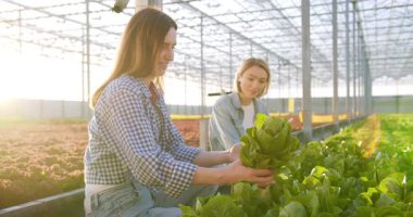 Büyüleyici kadınlar, hidroponik serada birlikte çalışırken yeşil bitkilerle ilgileniyorlar. İki Kafkas tarım işçisi günlük giysiler içinde organik bitkilerin kalitesini kontrol ediyorlar..