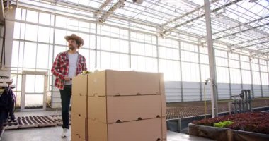 Hasır şapkalı yakışıklı erkek bahçıvan sanayi serası boyunca karton kutularla el forklift taşıyor. Depoya taşınan taze organik marul hasat edildi ve paketlendi.