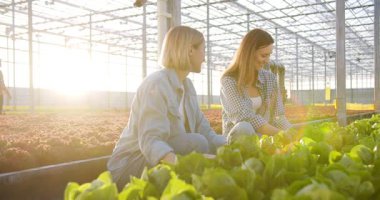 Gündelik giysiler giyen pozitif kadınlar modern serada hidrofonik sistemle sulama konularını tartışıyor ve çalışıyor. İki kadın işçi marul tarlasını inceliyor ve arka planda günbatımı var..