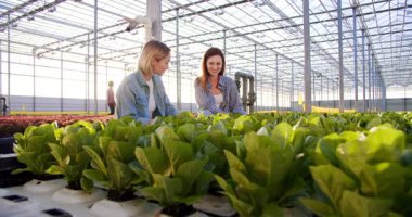 Neşeli kadın çiftlik işçileri, günlük giysiler giyip hidroponik kaplardan yeşil marul topluyorlar. Tarım sektörü, organik ve sağlıklı gıda kavramı.