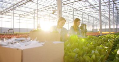 İki kadın çiftçi hidroponik fidanlıkta eko sebzelerle yan yana çalışıyor. Konsantre olmuş beyaz kadınlar yeşil salata toplayıp karton kutuya koyuyorlar..