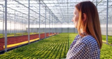 Mutlu çekici kadın çiftlikte yeşilliğe bakıyor ve sağlıklı ekolojik ürünlerle gurur duyuyor. Modern serada hidrofonik sistemli, kontrollü tişörtlü, gülümseyen kadın çiftçi..