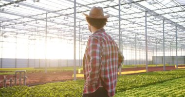 Modern tarım şirketinin hidroponik cam evinde elleri kalçalarında duran mutlu beyaz adam. Arka planda yeşil bitkilerle kameraya bakan gülümseyen erkek çalışanın portresi.