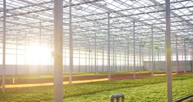 Hatta çeşitli taze ve sağlıklı bitkilerle dolu modern hidrofonik sera. Organik sebze üreten büyük ticari konservatuar inşaatı.